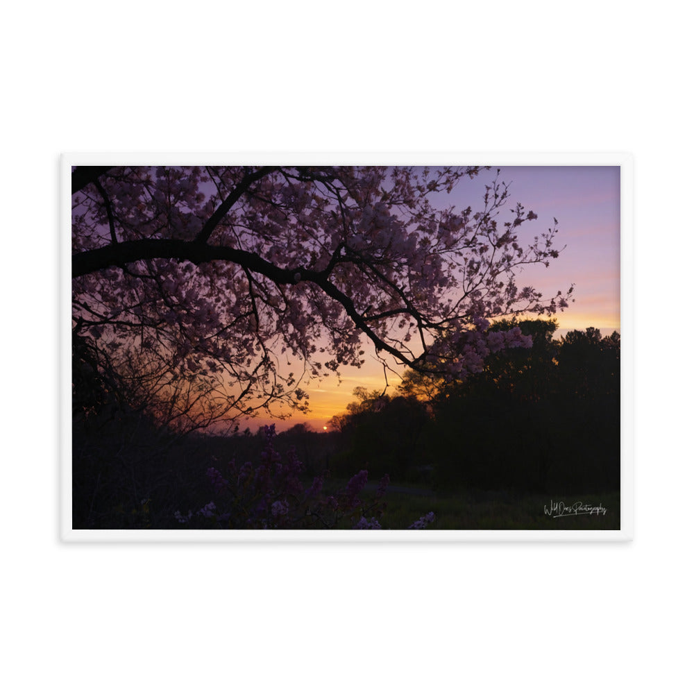 Sunset Blooms - Framed Paintography