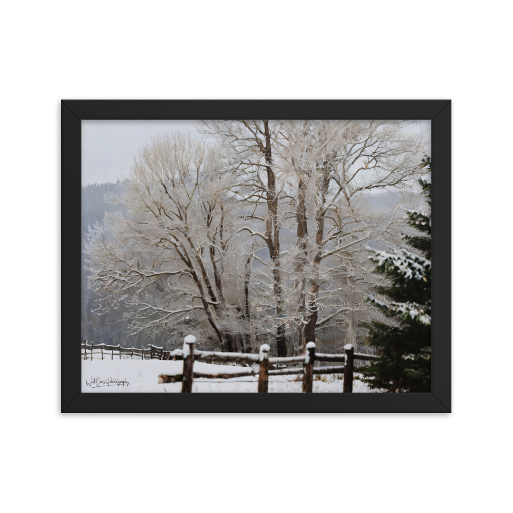 Winter Wonder Trees - Framed Paintography
