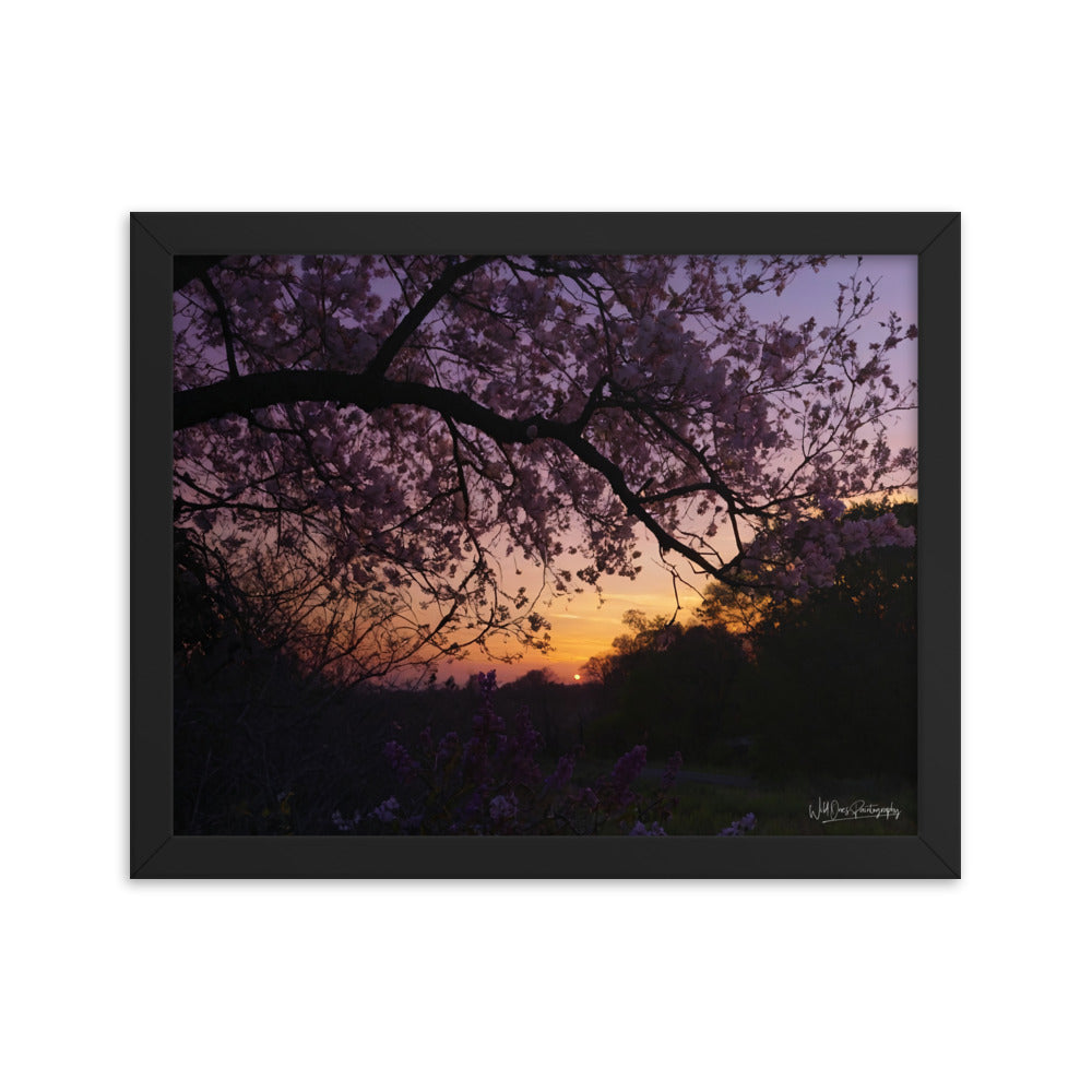 Sunset Blooms - Framed Paintography