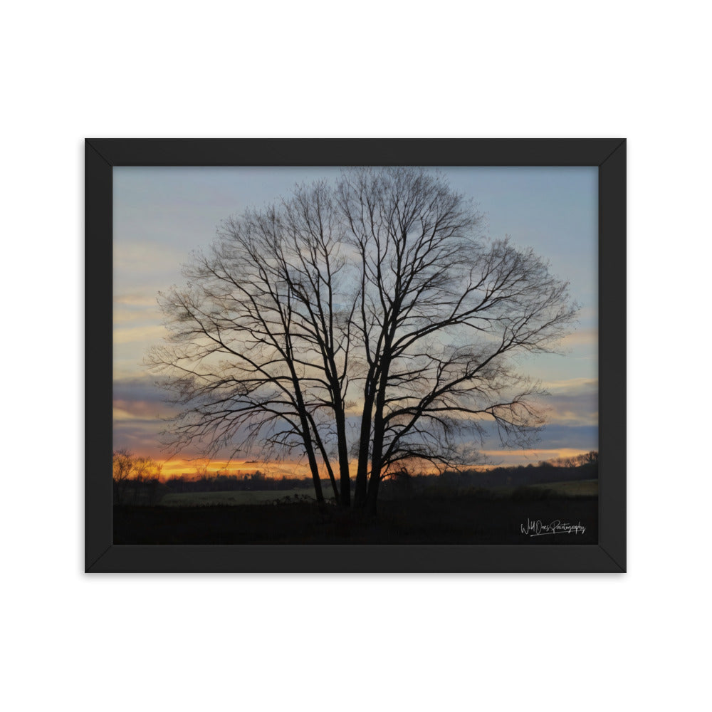 Setting Sun Tree - Framed Paintography