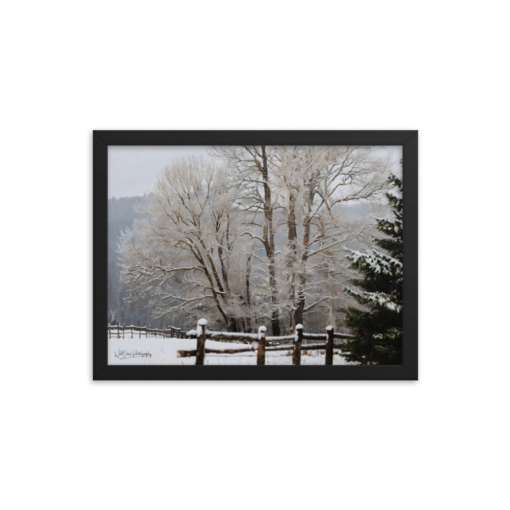 Winter Wonder Trees - Framed Paintography