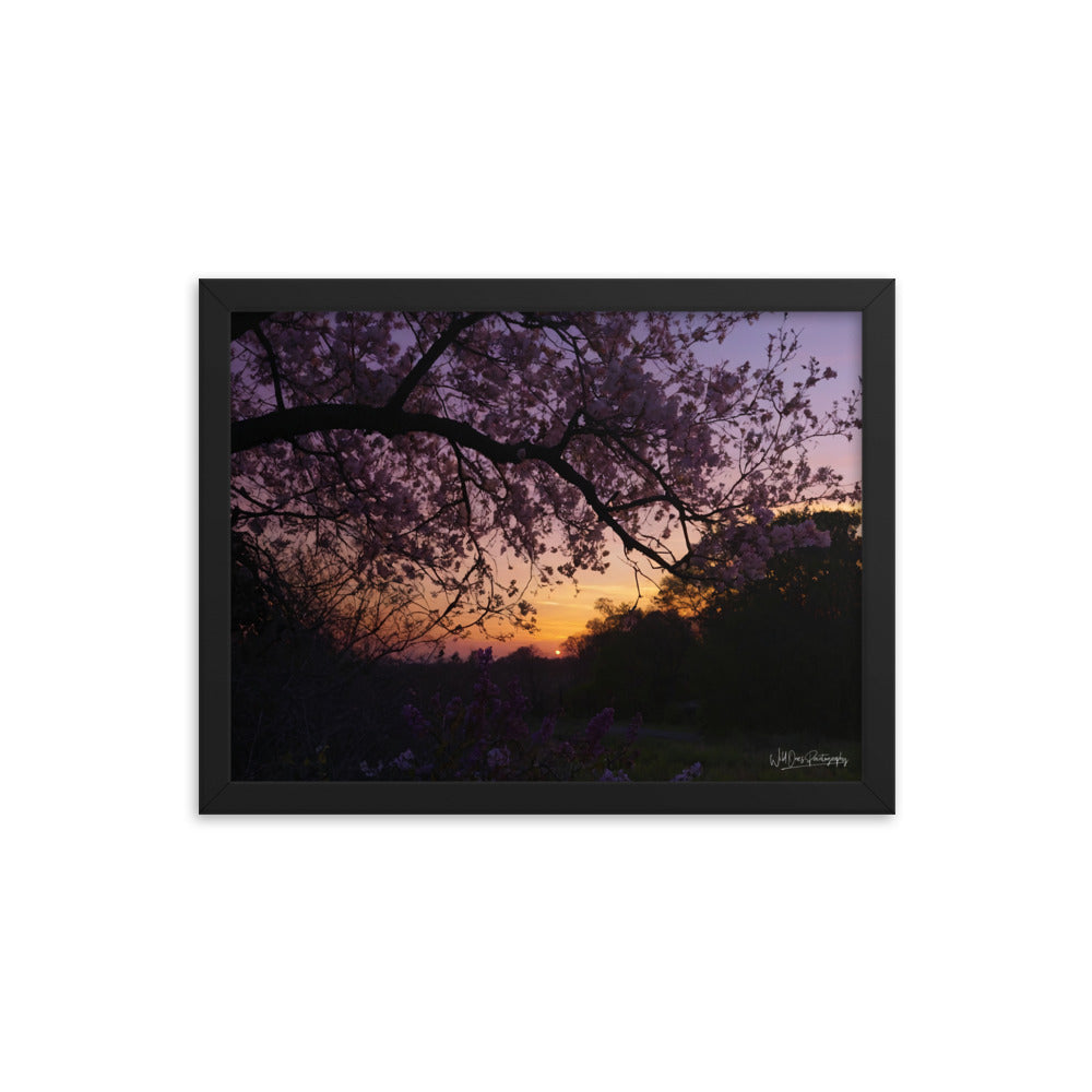 Sunset Blooms - Framed Paintography