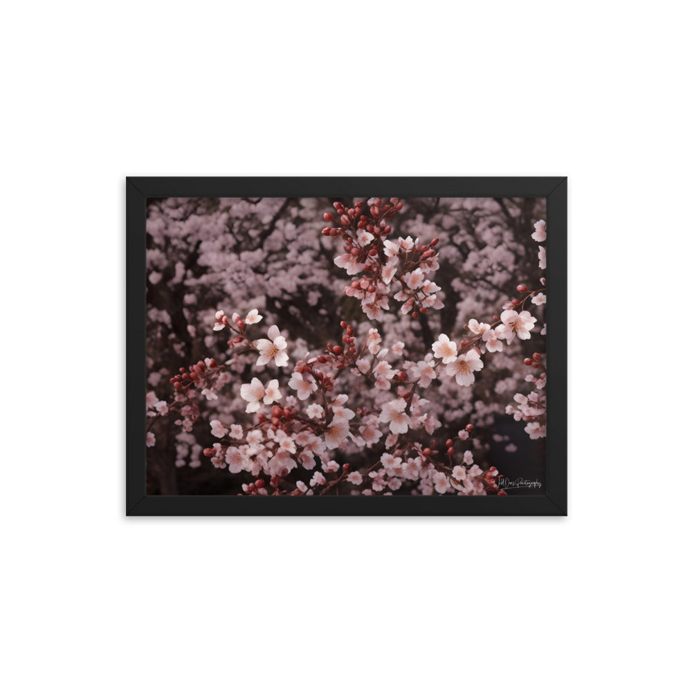 Spring Blossom - Framed Paintography