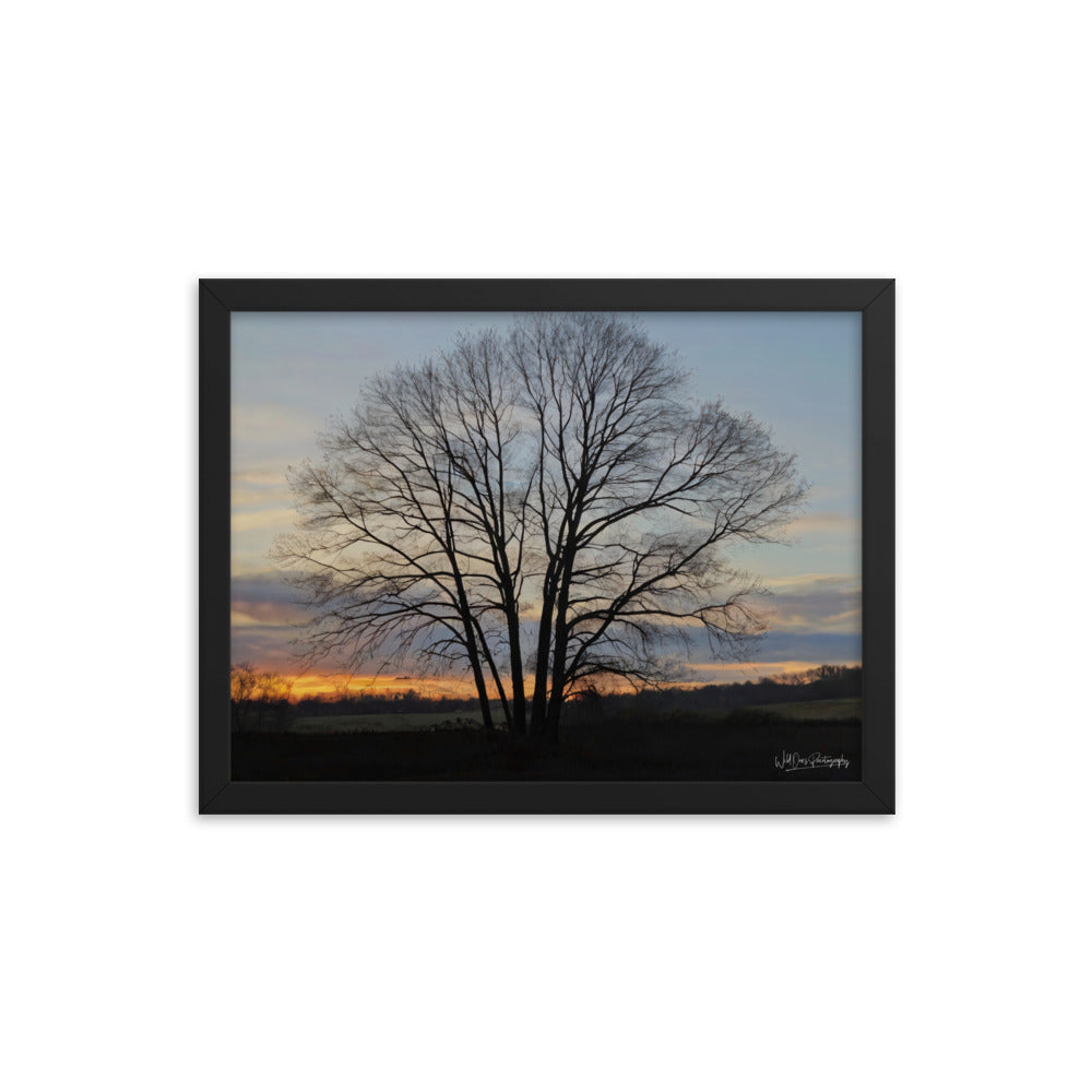 Setting Sun Tree - Framed Paintography