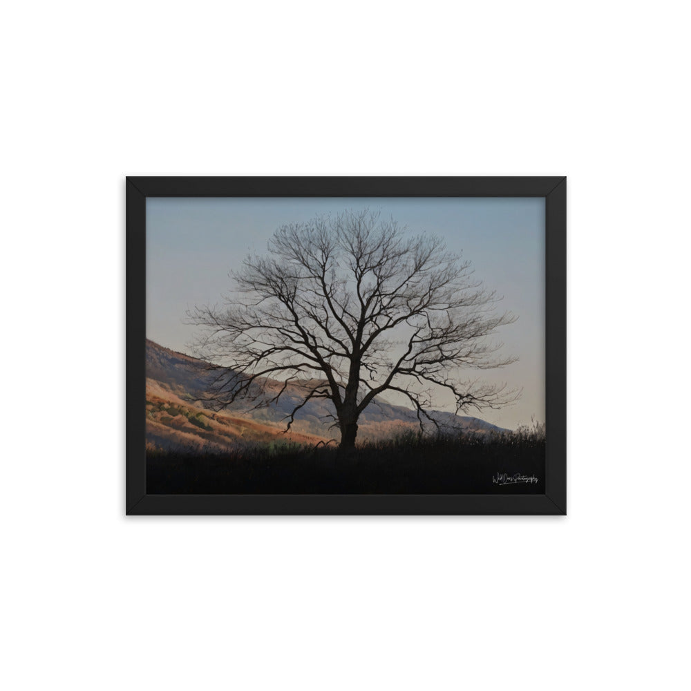 Old Tree - Framed Paintography