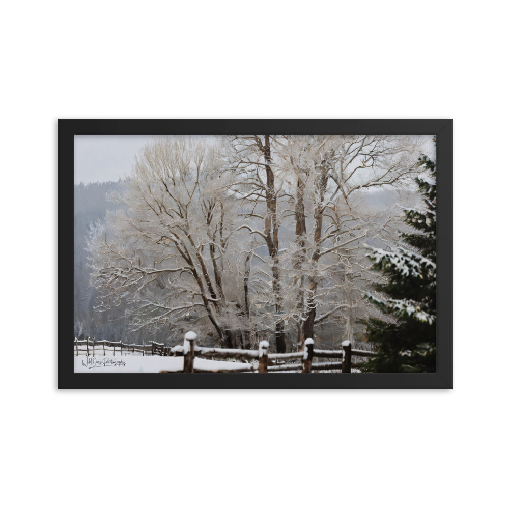 Winter Wonder Trees - Framed Paintography