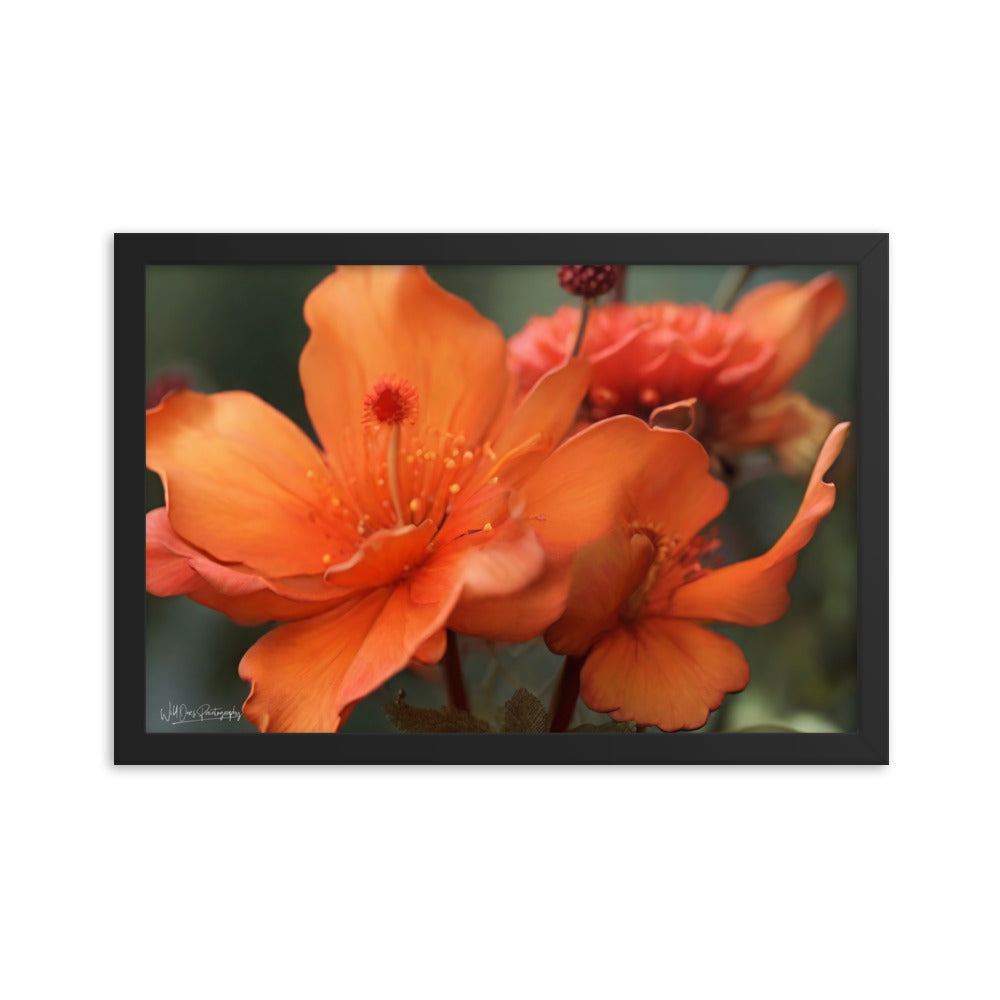 Tiger Lily - Framed Paintography