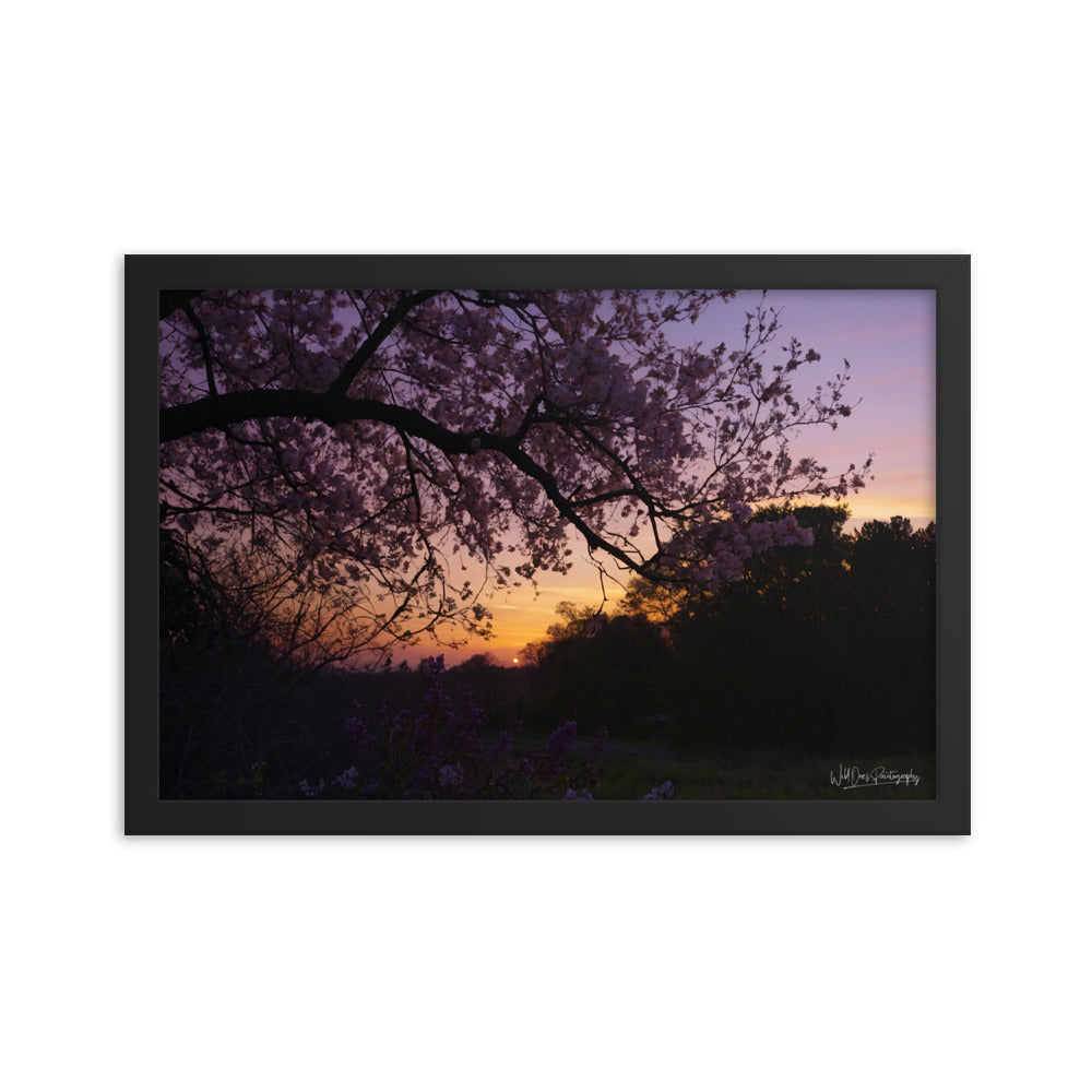 Sunset Blooms - Framed Paintography