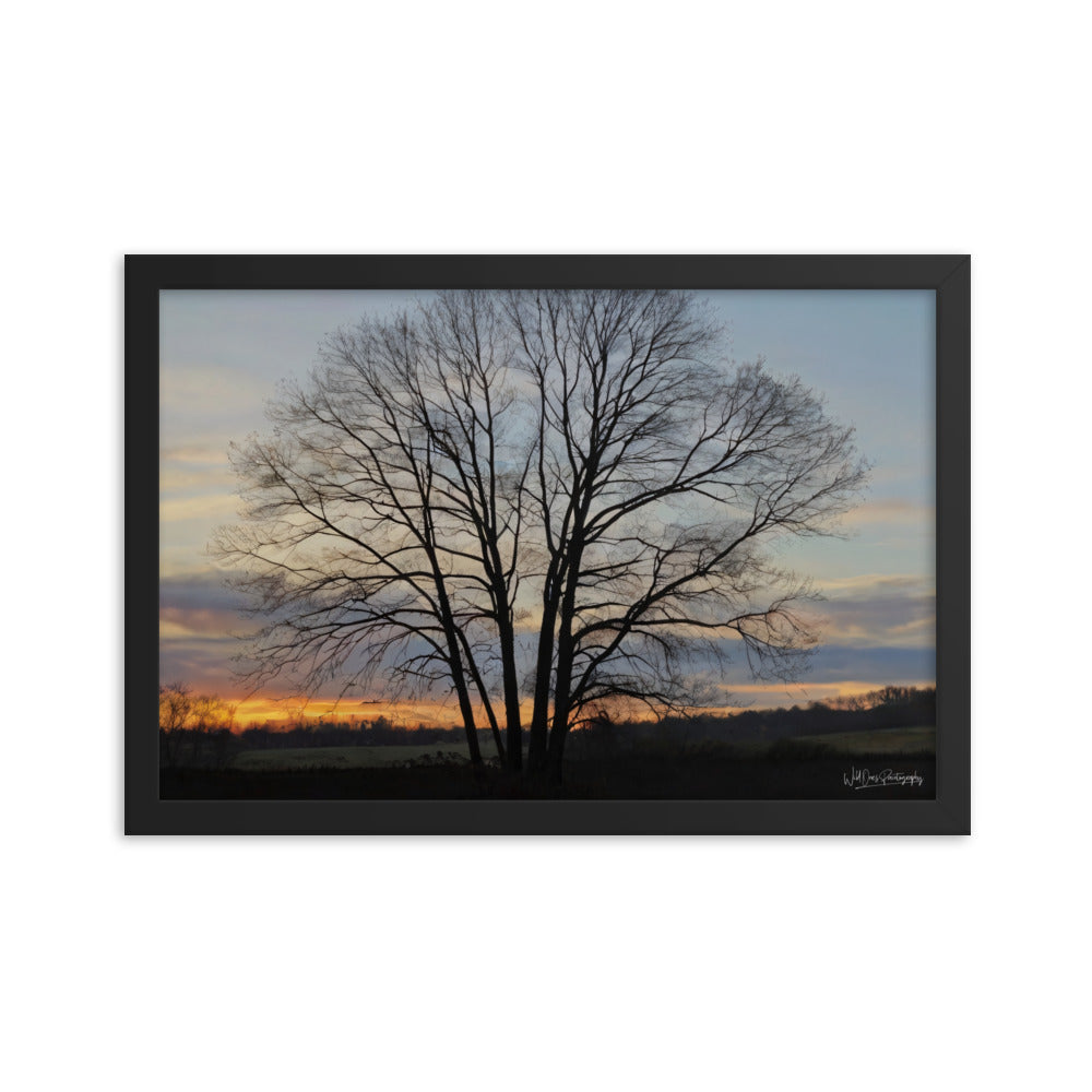 Setting Sun Tree - Framed Paintography