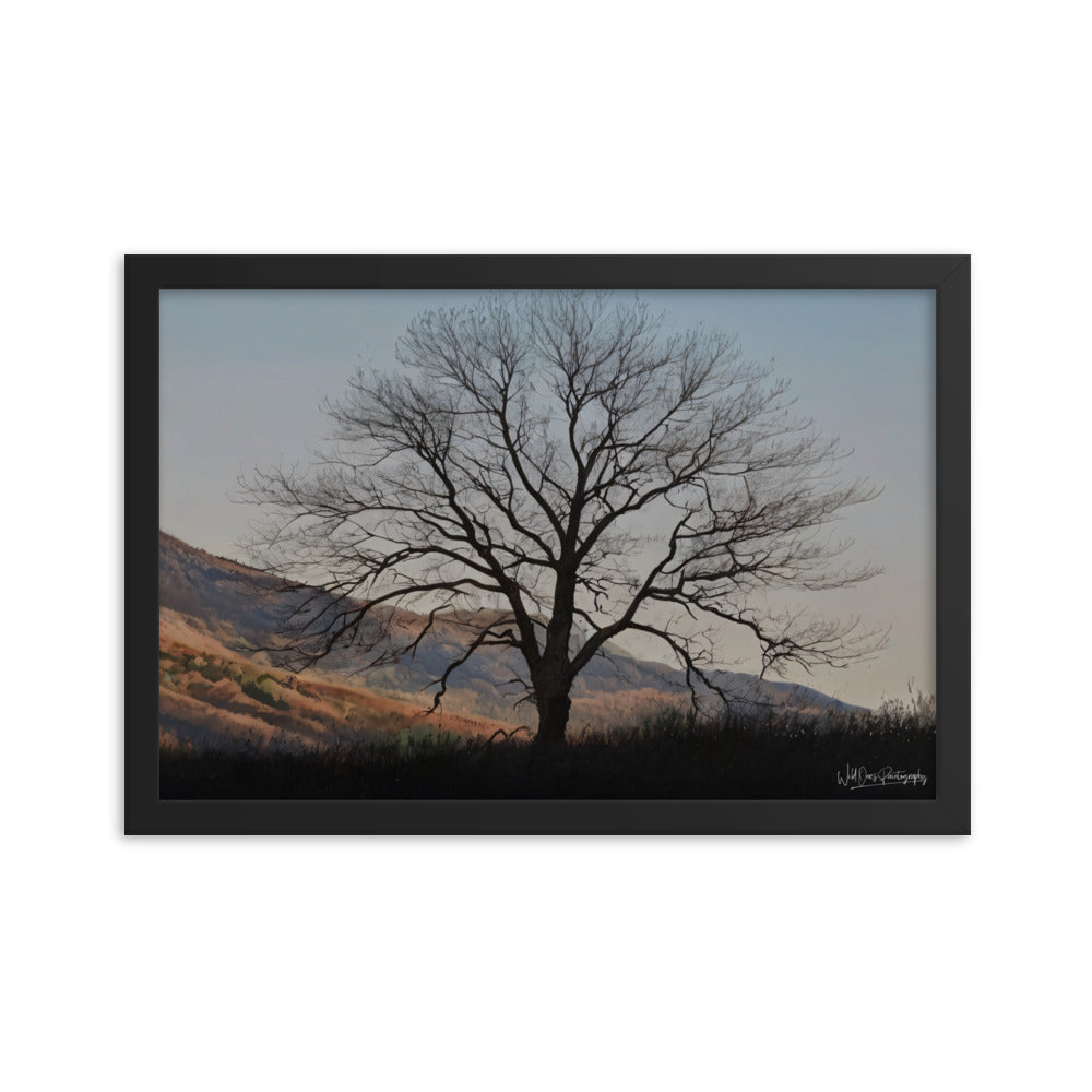 Old Tree - Framed Paintography
