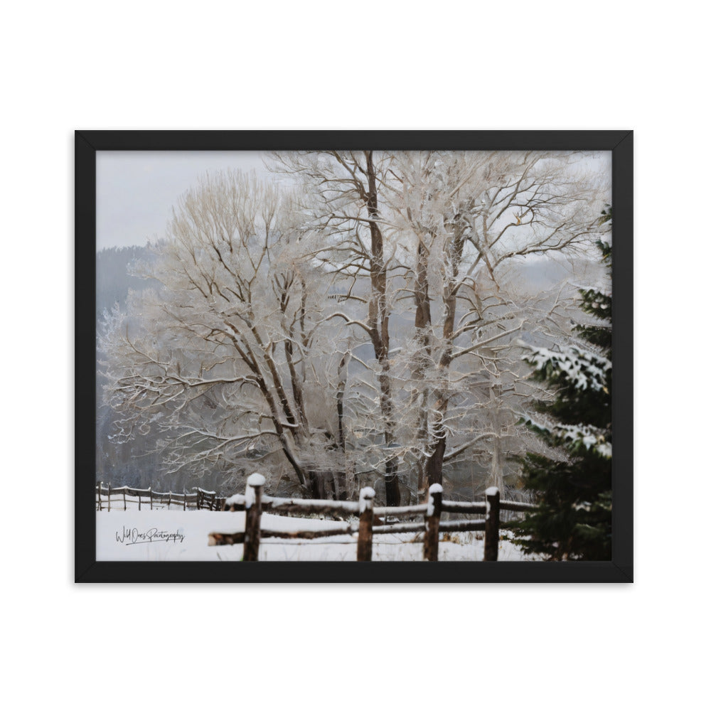 Winter Wonder Trees - Framed Paintography
