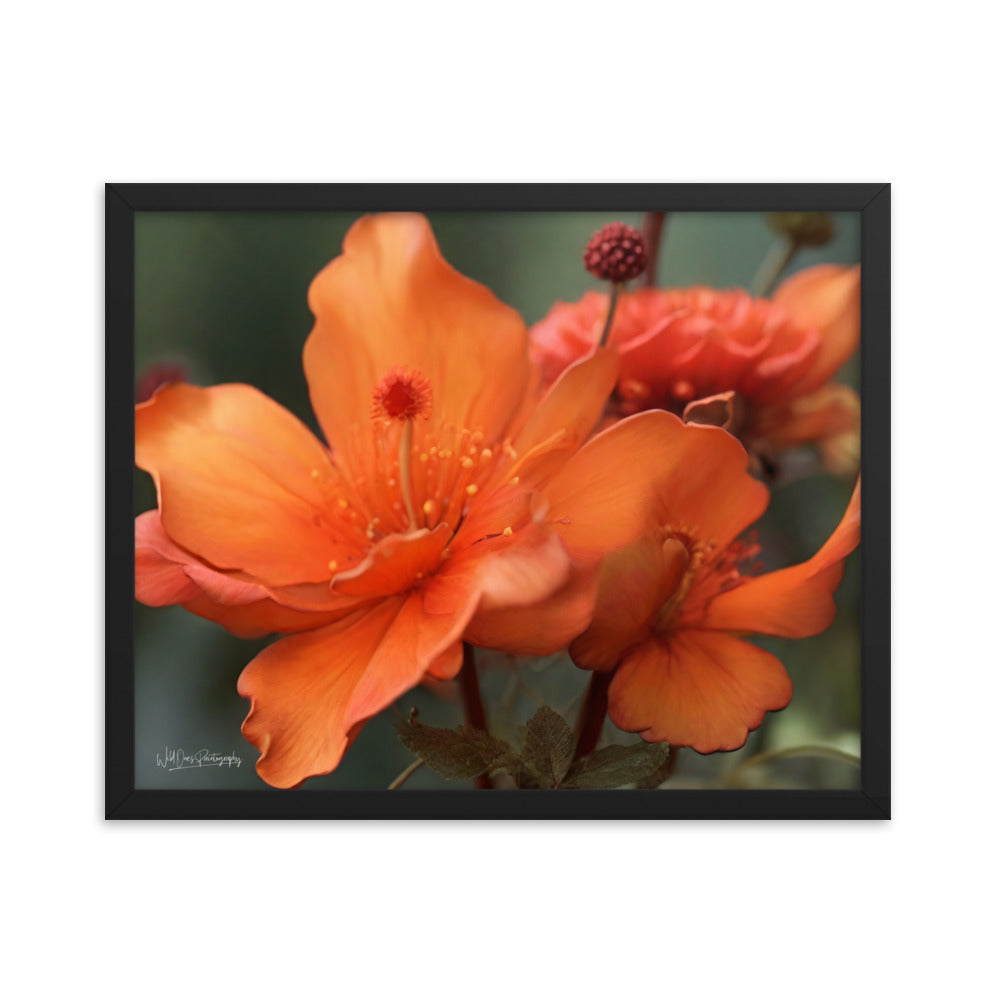 Tiger Lily - Framed Paintography
