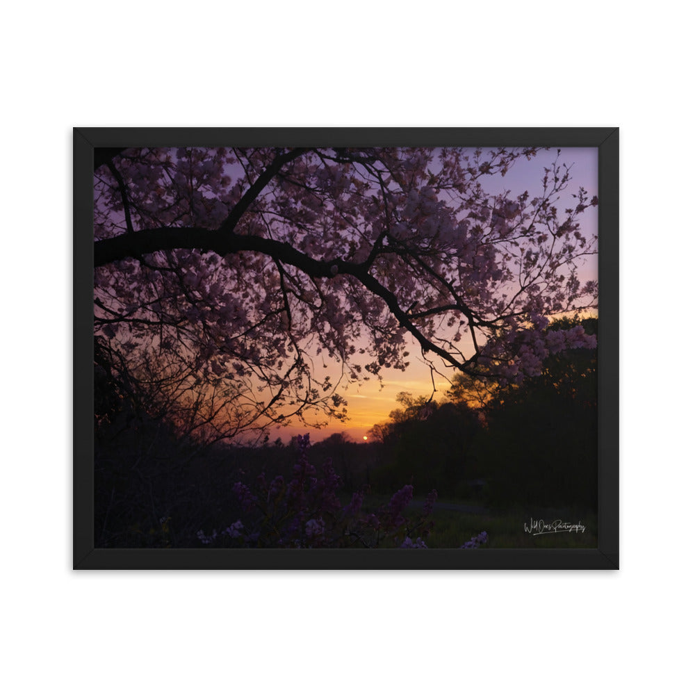 Sunset Blooms - Framed Paintography