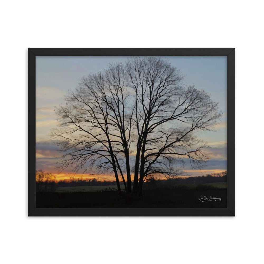 Setting Sun Tree - Framed Paintography