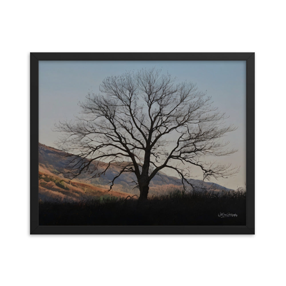 Old Tree - Framed Paintography