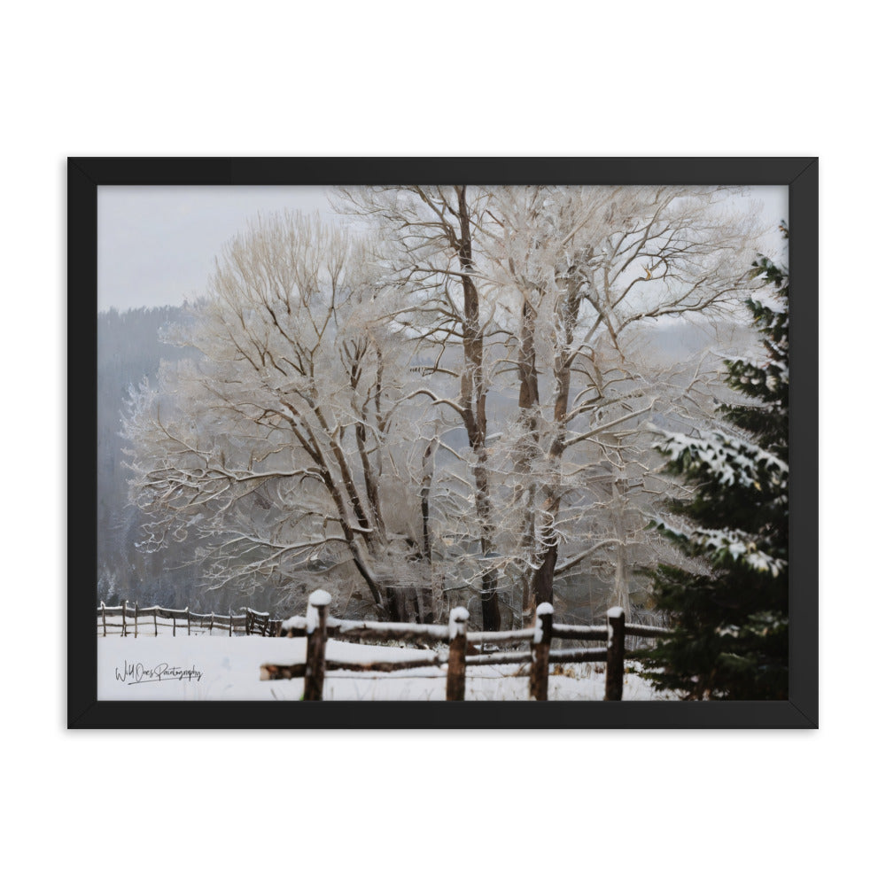 Winter Wonder Trees - Framed Paintography