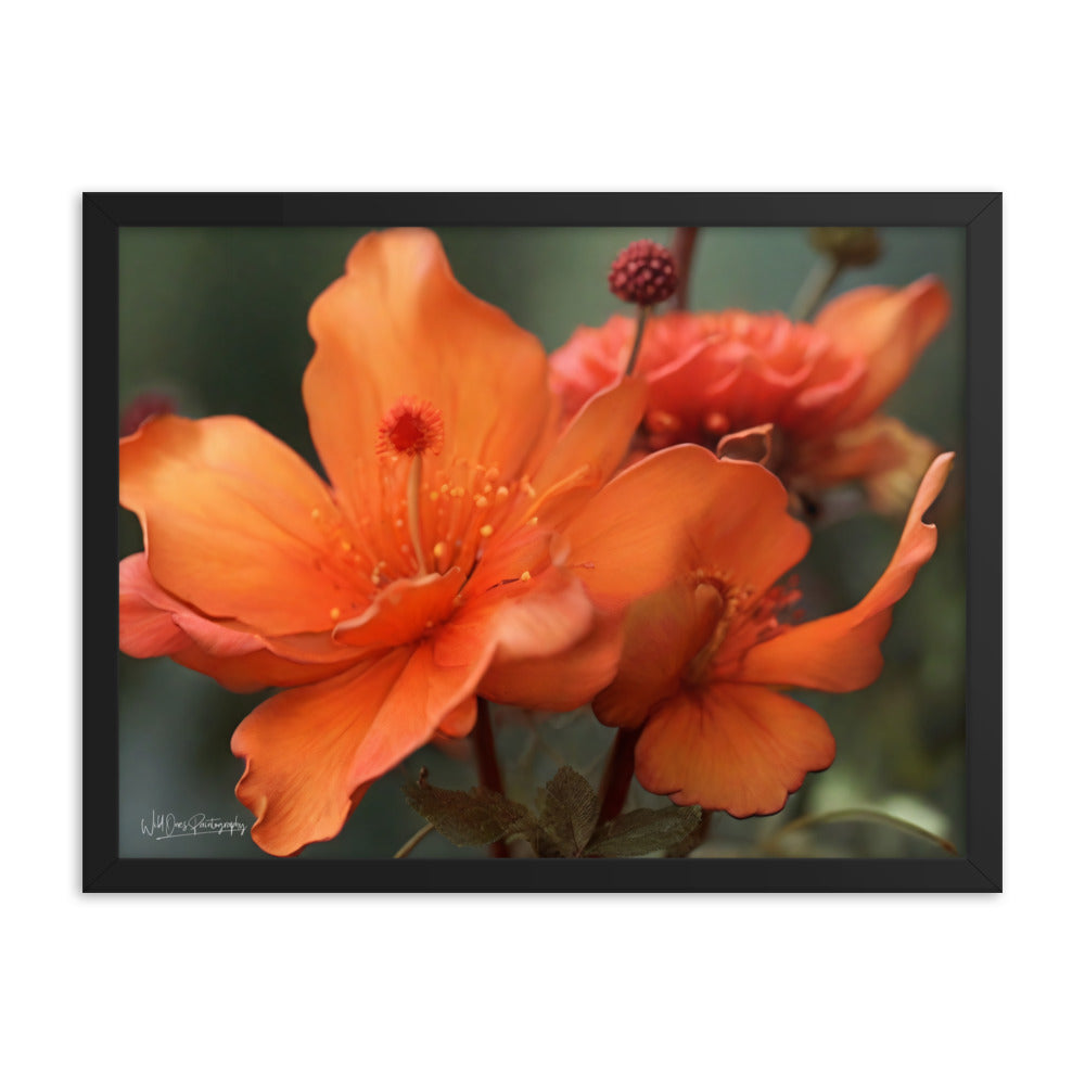 Tiger Lily - Framed Paintography