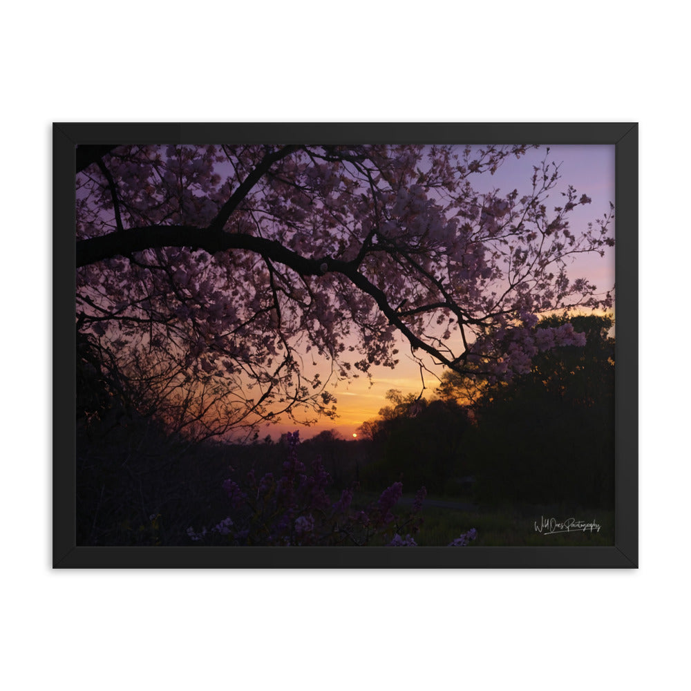 Sunset Blooms - Framed Paintography