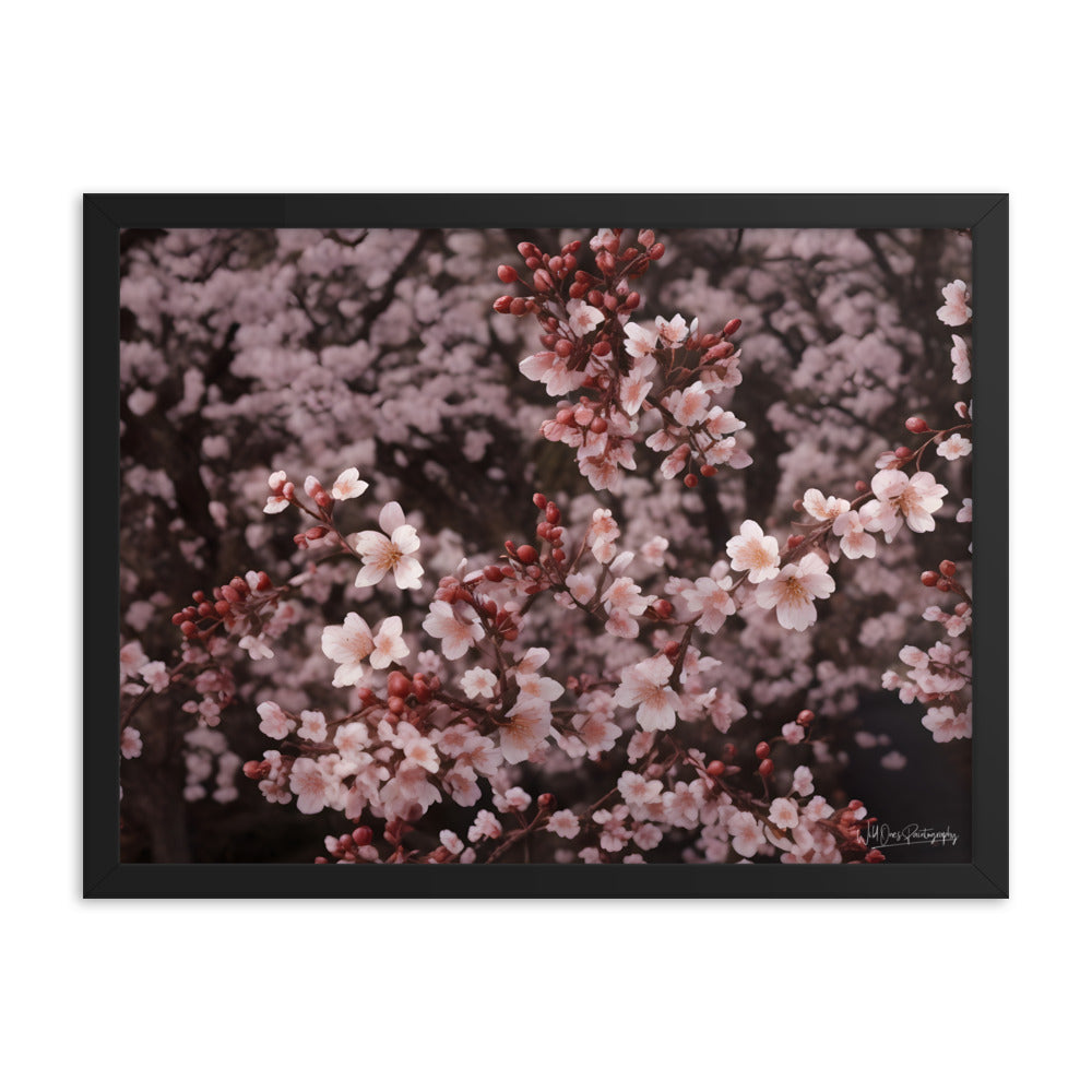 Spring Blossom - Framed Paintography
