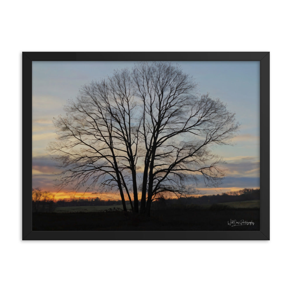 Setting Sun Tree - Framed Paintography