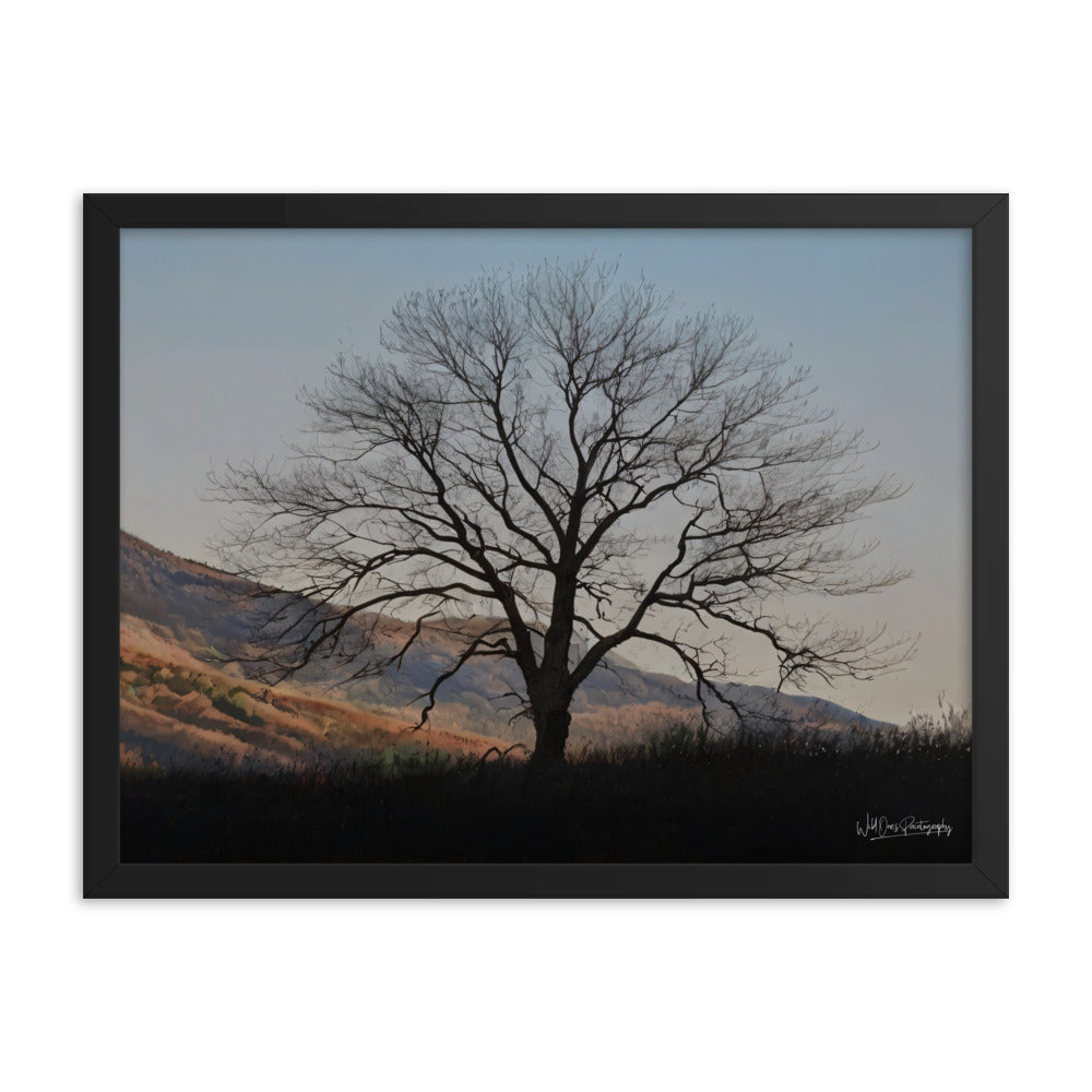 Old Tree - Framed Paintography