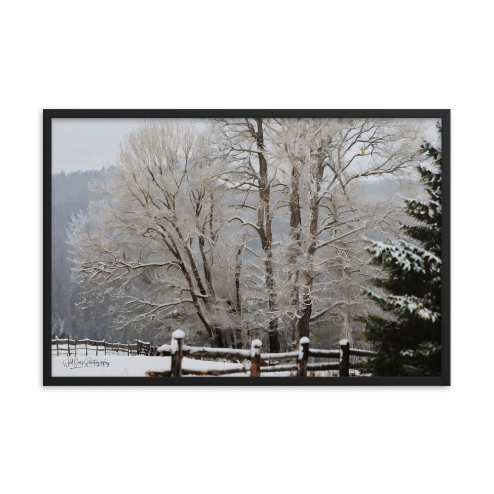 Winter Wonder Trees - Framed Paintography