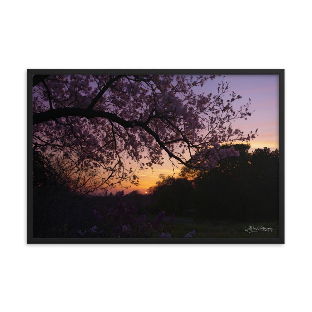 Sunset Blooms - Framed Paintography