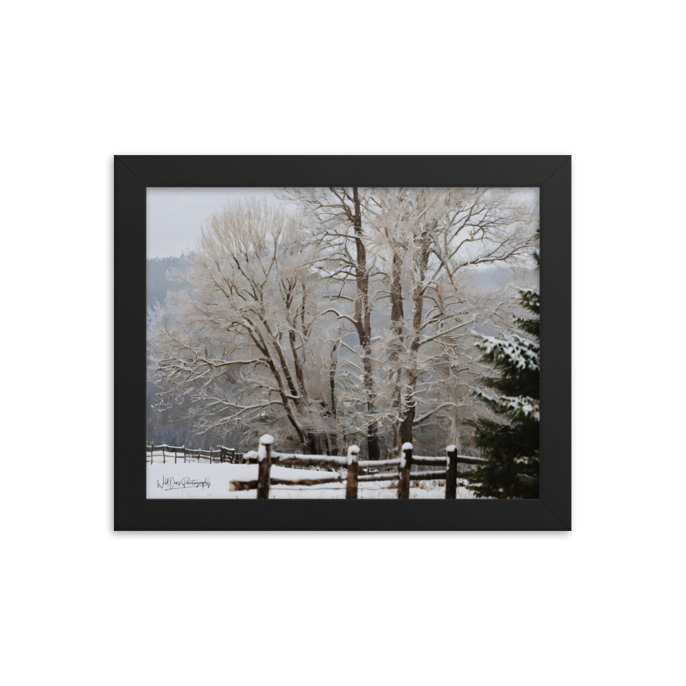 Winter Wonder Trees - Framed Paintography