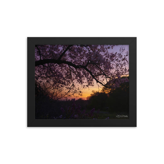 Sunset Blooms - Framed Paintography