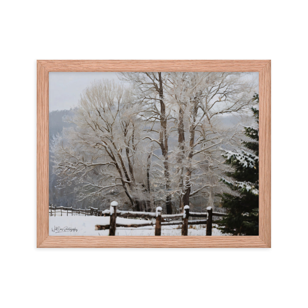 Winter Wonder Trees - Framed Paintography