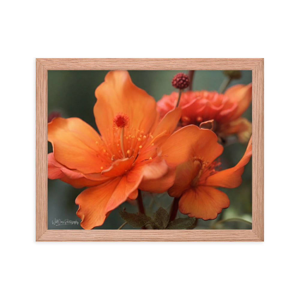 Tiger Lily - Framed Paintography