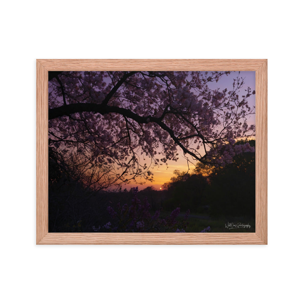 Sunset Blooms - Framed Paintography