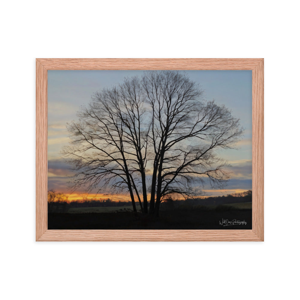 Setting Sun Tree - Framed Paintography
