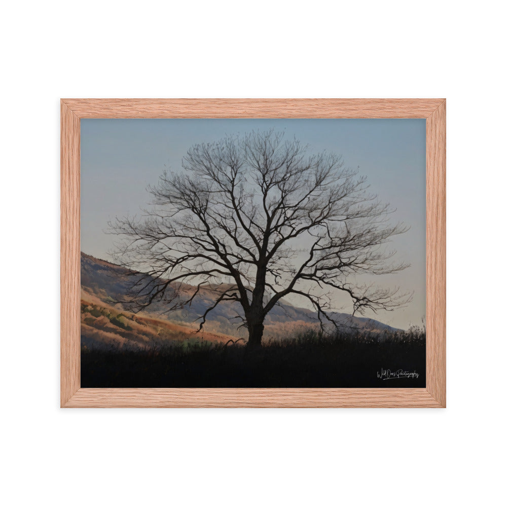 Old Tree - Framed Paintography