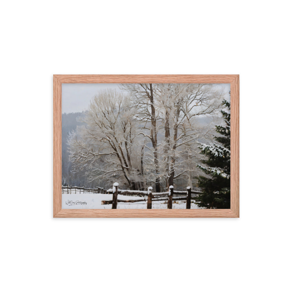 Winter Wonder Trees - Framed Paintography
