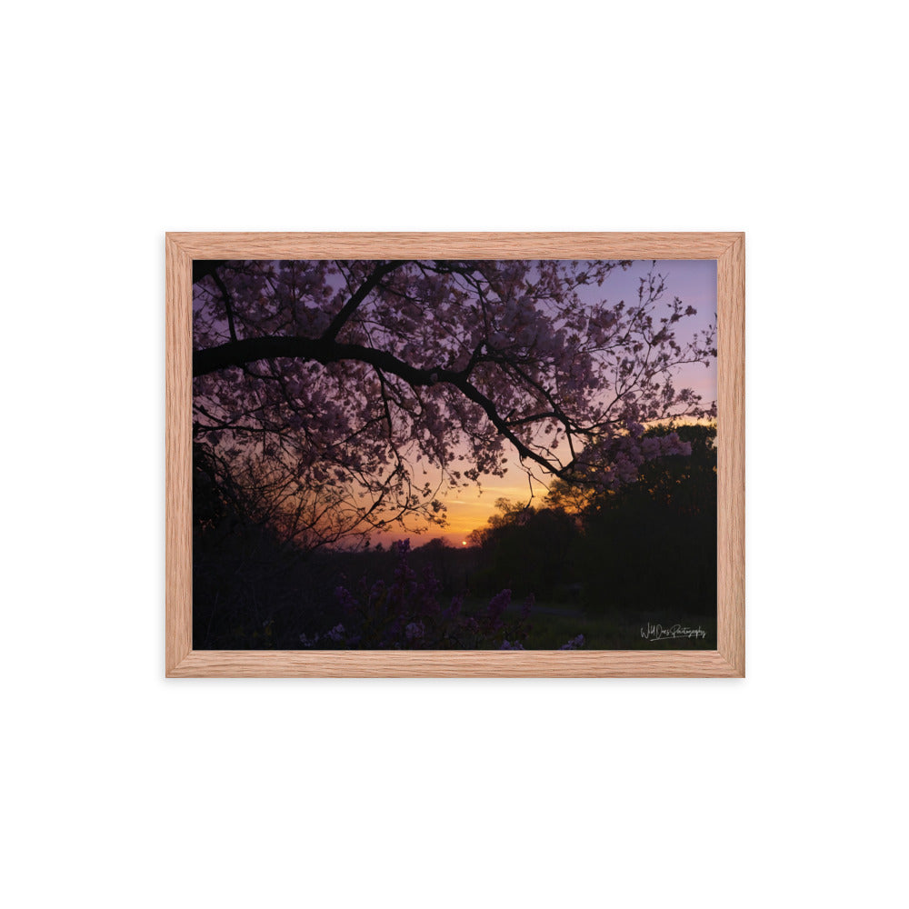 Sunset Blooms - Framed Paintography