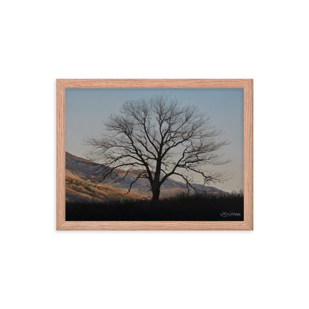 Old Tree - Framed Paintography