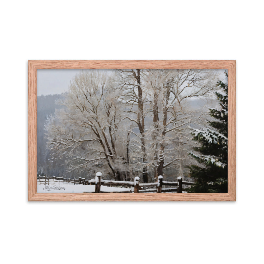 Winter Wonder Trees - Framed Paintography
