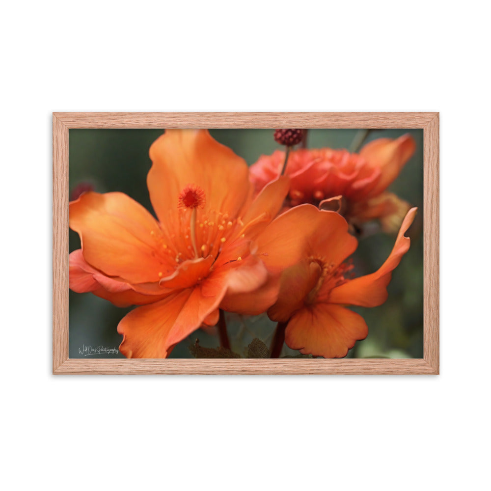 Tiger Lily - Framed Paintography