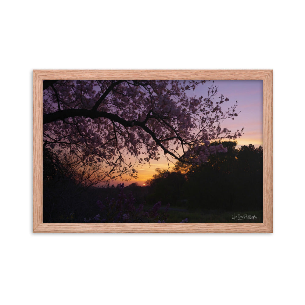 Sunset Blooms - Framed Paintography