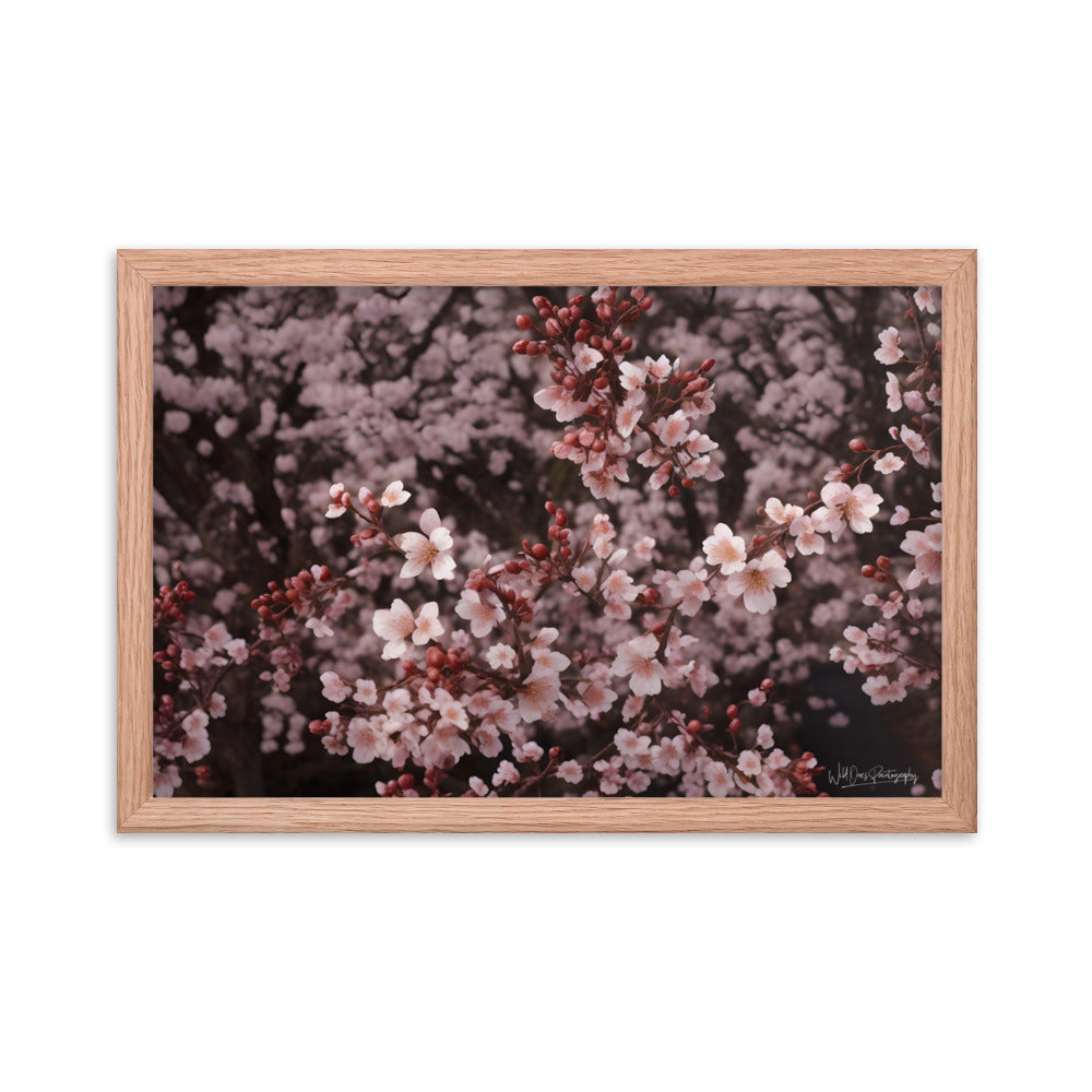 Spring Blossom - Framed Paintography