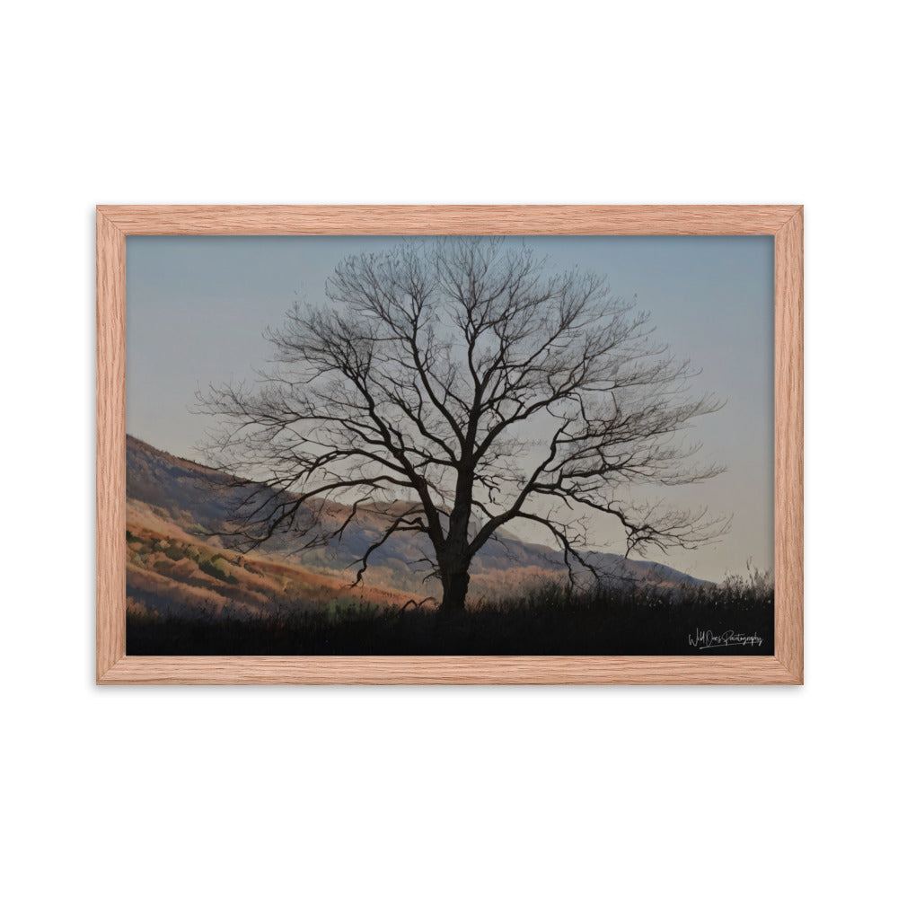 Old Tree - Framed Paintography