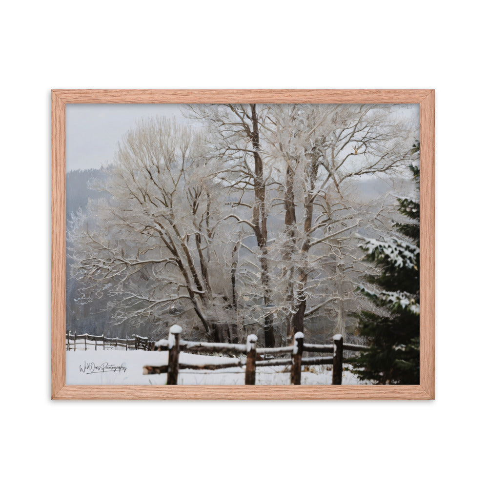 Winter Wonder Trees - Framed Paintography