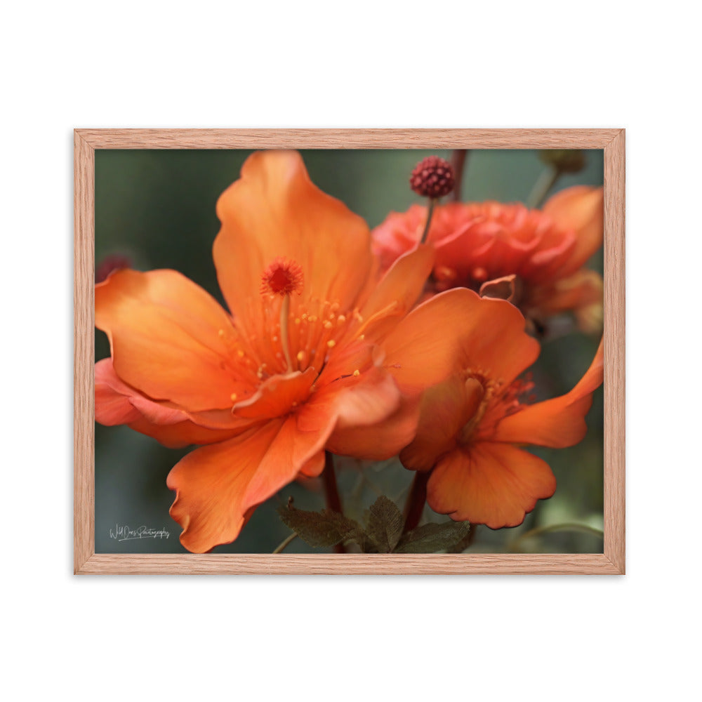 Tiger Lily - Framed Paintography