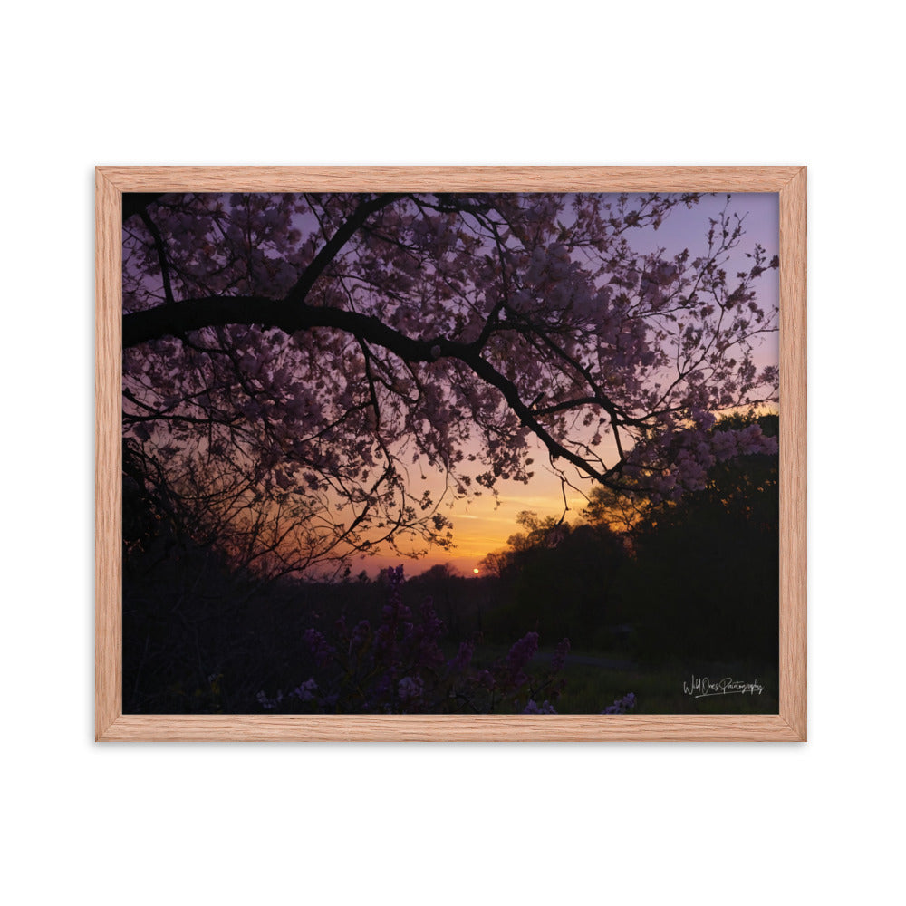 Sunset Blooms - Framed Paintography