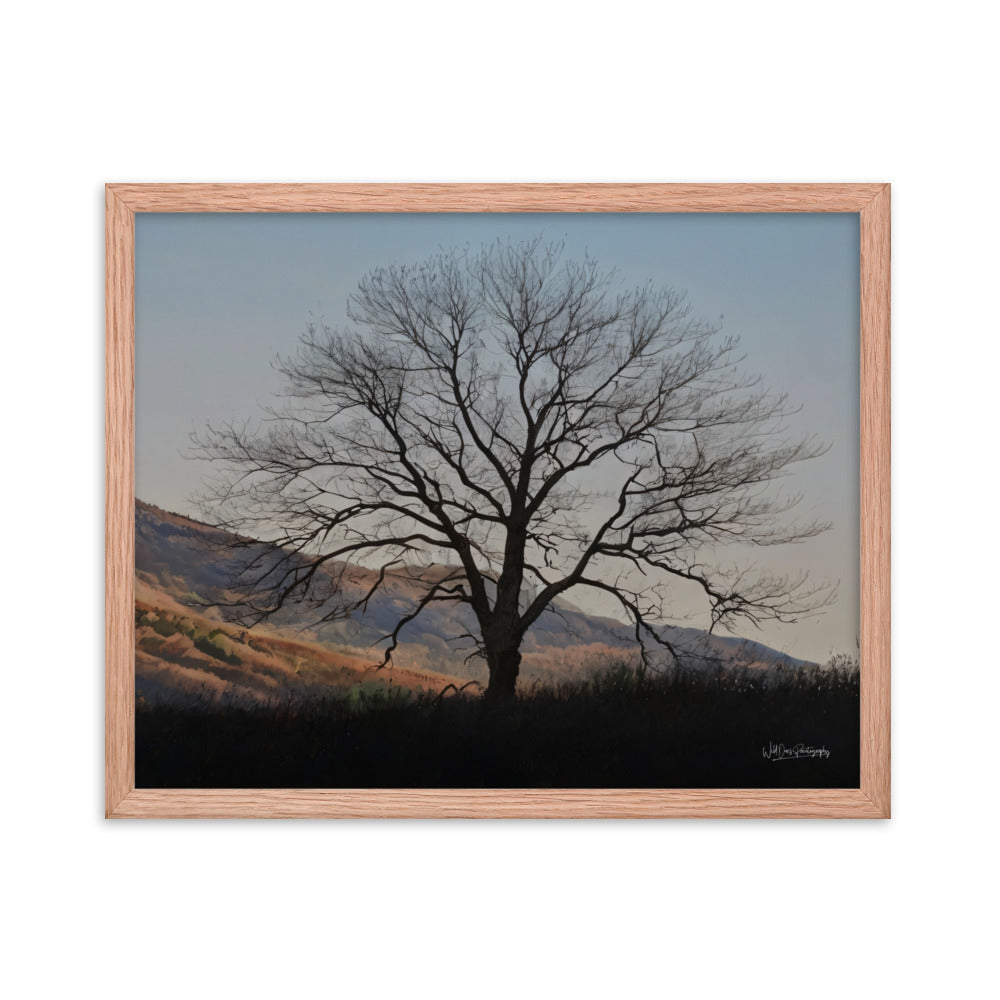 Old Tree - Framed Paintography