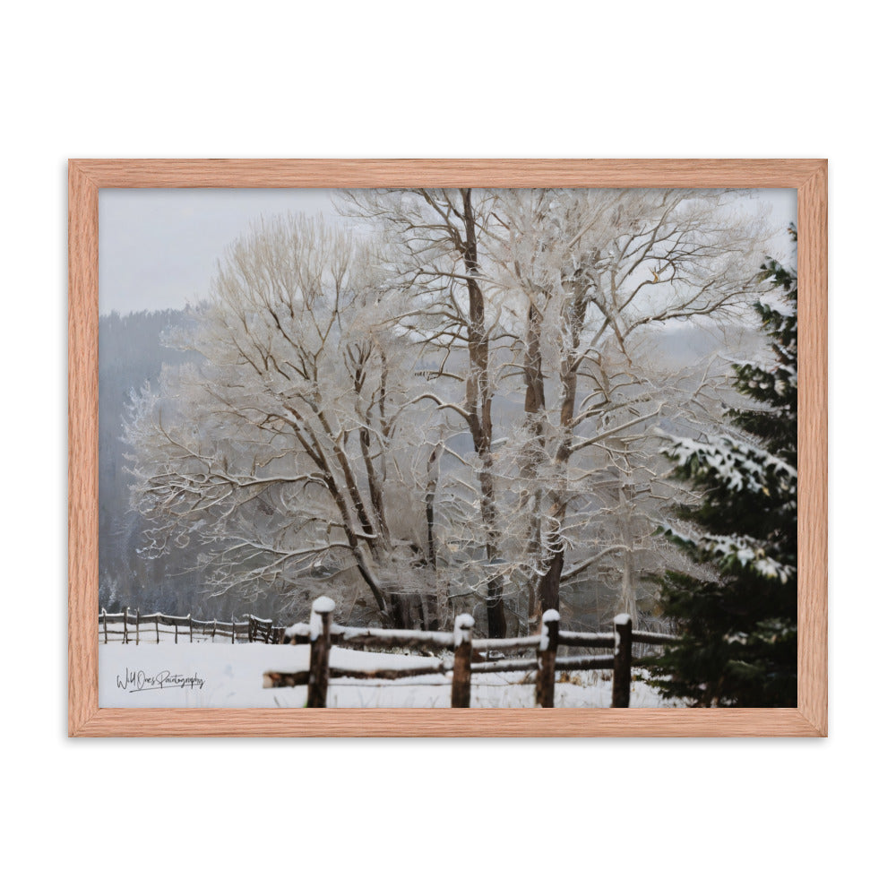 Winter Wonder Trees - Framed Paintography
