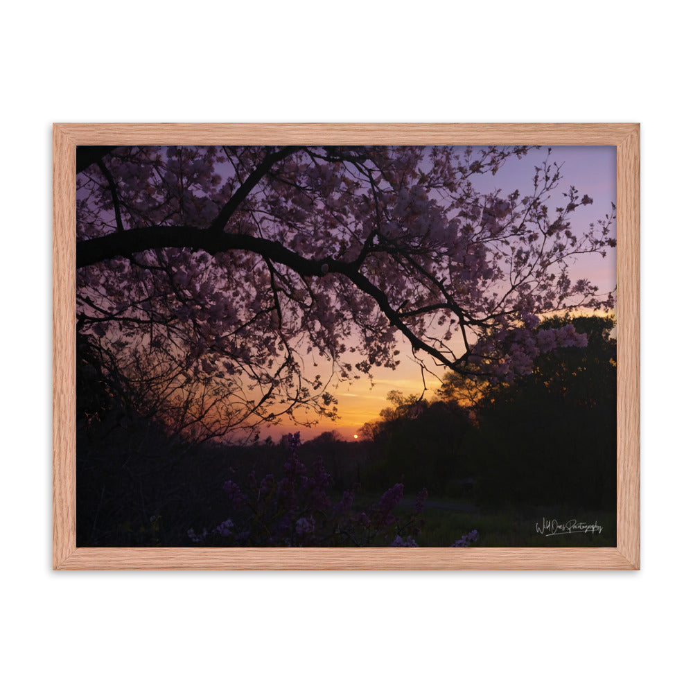 Sunset Blooms - Framed Paintography