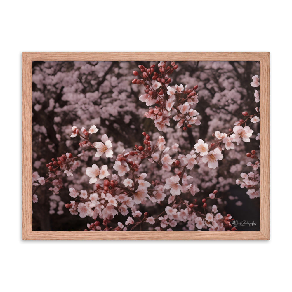 Spring Blossom - Framed Paintography