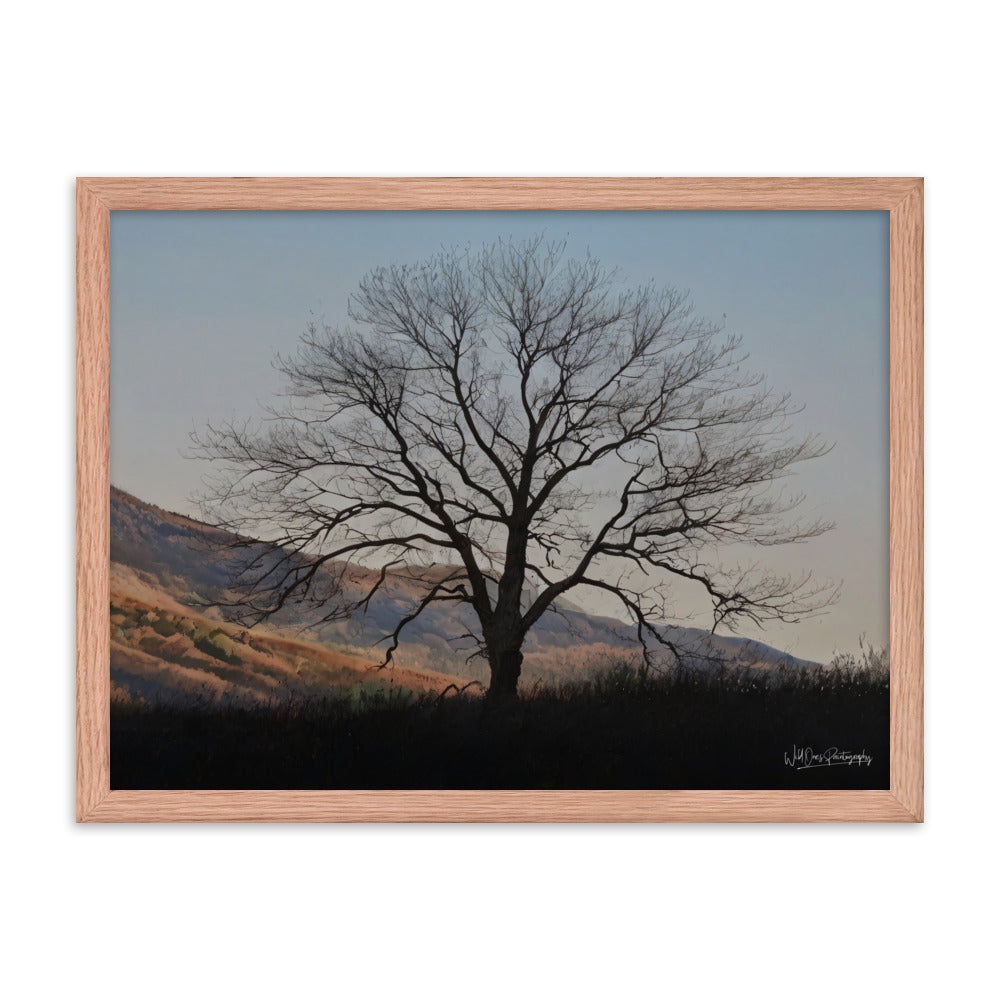 Old Tree - Framed Paintography